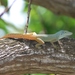 Morne Constant Anole - Photo (c) jguerlot, some rights reserved (CC BY-NC)