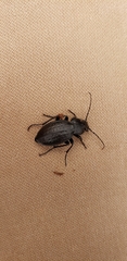Carabus vinctus