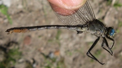 Arigomphus cornutus