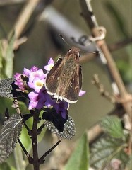 Lerodea eufala eufala