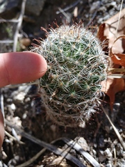 Mammillaria barbata