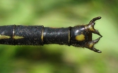 Arigomphus cornutus