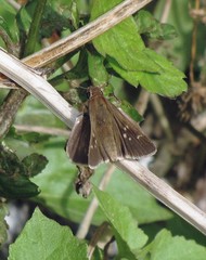Lerodea eufala eufala