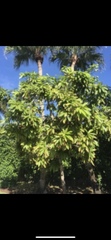 Artocarpus altilis