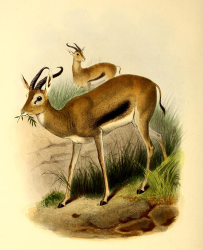 Eritrean Gazelle