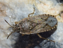 Emblethis denticollis