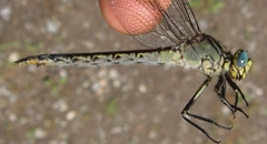 Arigomphus cornutus