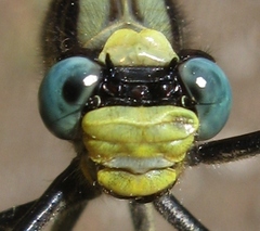 Arigomphus cornutus