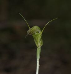 Pterostylis atrans