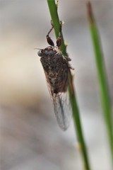 Haemopsalta rubea