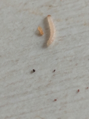 Plodia interpunctella