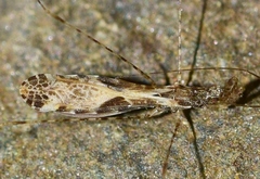 Empicoris culiciformis
