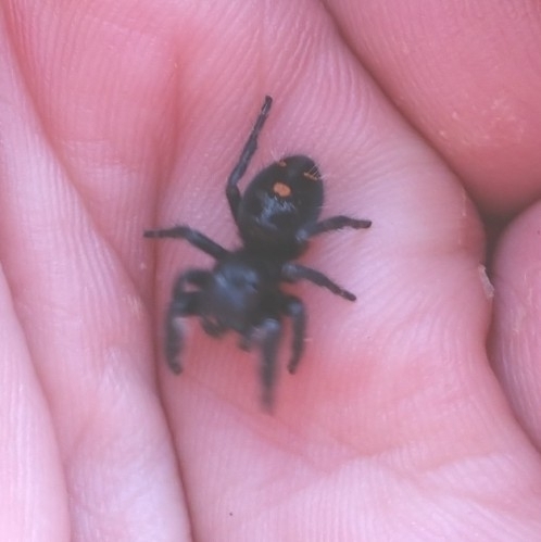 Bold Jumping Spider photographed in Georgia