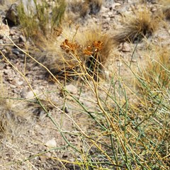 Gymnophyton polycephalum