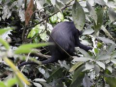 Cercopithecus mitis stuhlmanni