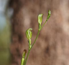 Pterostylis parviflora
