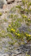 Larrea nitida