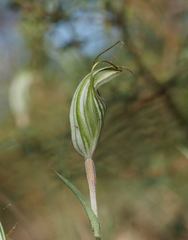 Pterostylis striata