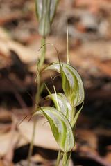 Pterostylis ampliata