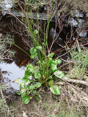 Ornduffia marchantii