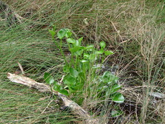 Ornduffia marchantii