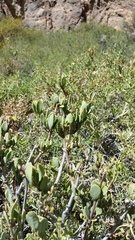 Tristerix verticillatus