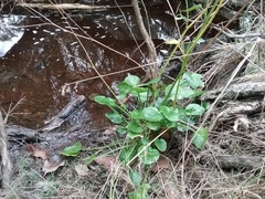 Ornduffia marchantii