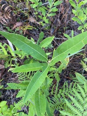Geobalanus oblongifolius