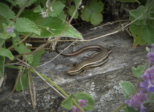 New Zealand Grass Skink, photo 4 of 10