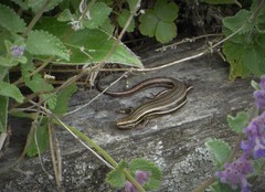Common New Zealand Skink photo 4