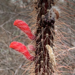 Cleistocactus baumannii