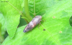 Drabescus
