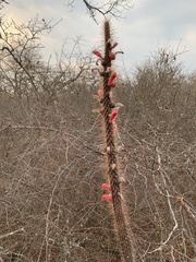 Cleistocactus baumannii