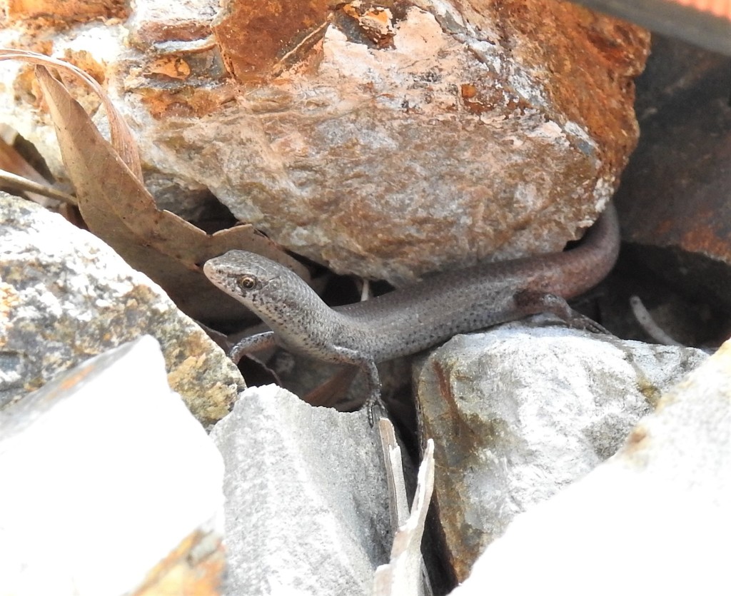 Tree-Base Litter-Skink