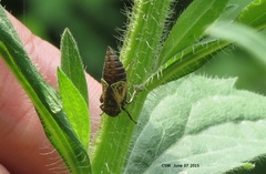 Diodontophorus