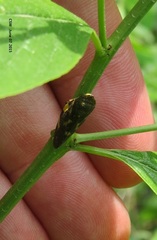 Takagia lugubris