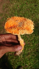 Agaricus trisulphuratus