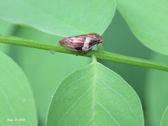 Aphrophora intermedia