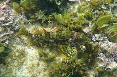 Chironemus marmoratus