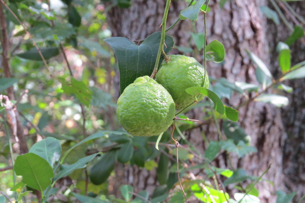 Key Lime from Randell Research Center, Pine Island, FL 33922, United