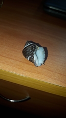 Opeatostoma pseudodon