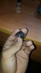 Opeatostoma pseudodon