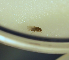 Drosophila repleta