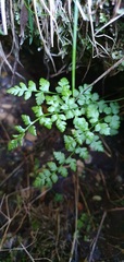 Cystopteris tasmanica