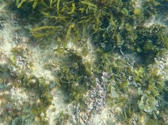 Chironemus marmoratus