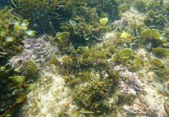 Chironemus marmoratus