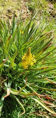 Bulbinella hookeri