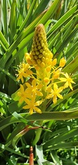 Bulbinella hookeri