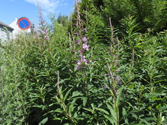 Chamaenerion angustifolium