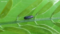 Xestocephalus